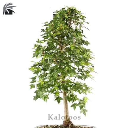 بونسای افرا
