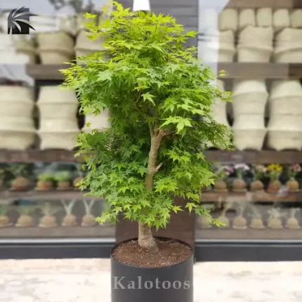 بونسای افرا