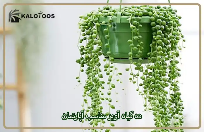 معرفی 10 گیاه آویز مناسب آپارتمان