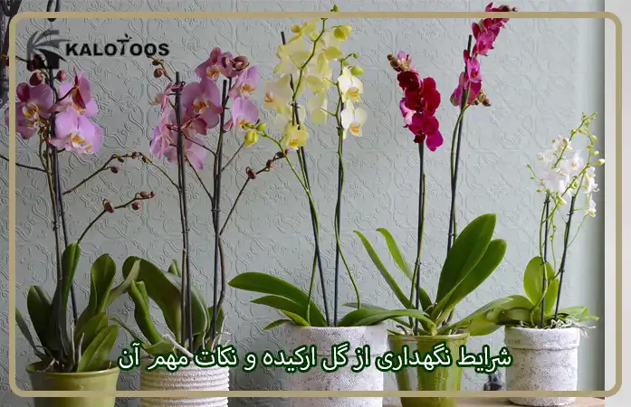 شرایط نگهداری از گل ارکیده و نکات مهم آن