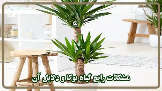 مشکلات رایج گیاه یوکا و دلایل آن