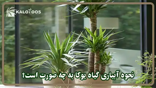 نحوه آبیاری گیاه یوکا به چه صورت است؟