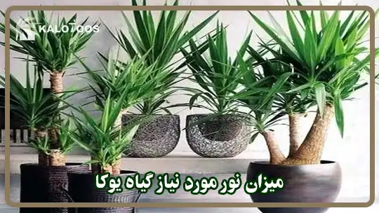 میزان نور مورد نیاز گیاه یوکا