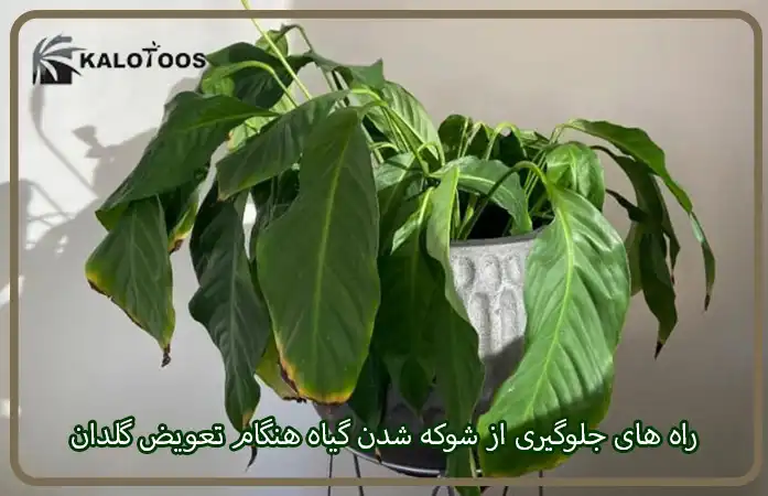 راه‌های جلوگیری از شوکه شدن گیاه هنگام تعویض گلدان