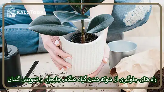 راه‌های جلوگیری از شوکه شدن گیاه هنگام جابجایی و تعویض گلدان