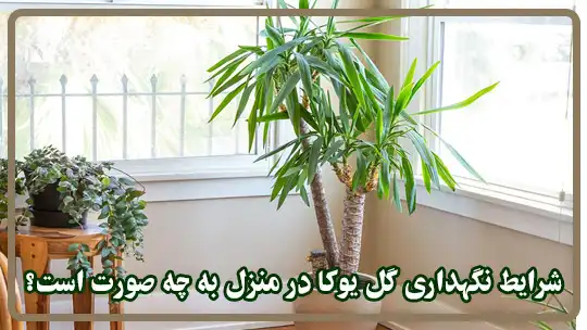 شرایط نگهداری گل یوکا در منزل به چه صورت است؟