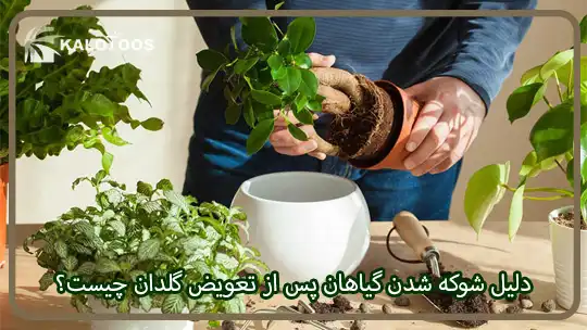 دلیل شوکه شدن گیاهان پس از تعویض گلدان چیست؟