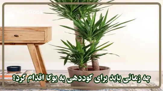 چه زمانی باید برای کوددهی به یوکا اقدام کرد؟