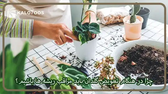 چرا در هنگام تعویض گلدان باید مراقب ریشه‌ها باشیم؟