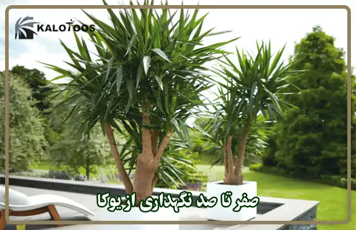 صفر تا صد نگهداری از یوکا